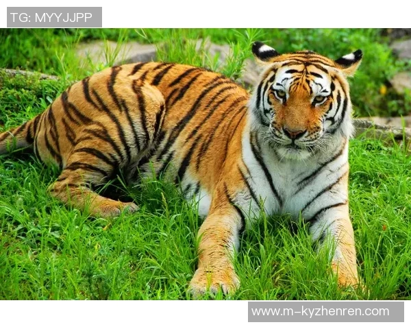 老虎竞技与全男竞技的巅峰对决谁将赢得这场精彩赛事的胜利